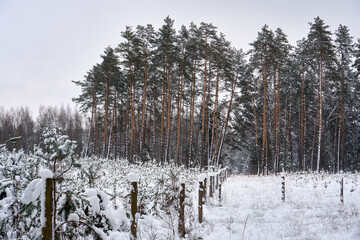 Obraz na płótnie Canvas Winter forest in the snow. 