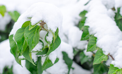 Green ivy branches in the snow close-up.