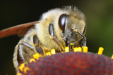 pszczoła czerpiąca nektar z kwiatu by przetworzyć go na miód