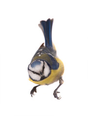 Eurasian blue tit isolated on white