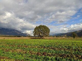 tree in the field against the background of mountains