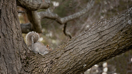 A gray squirrel in a tree with it's bushy grey tail up running in branches.