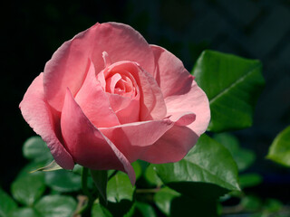 pure pink single rose