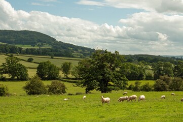 Sheep grazing in the English countryside.