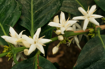Fototapeta premium Caféier, Coffea arabica
