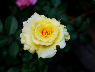 single yellow rose