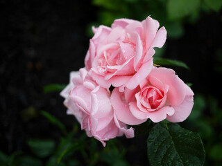 close up pink bunch of roses with rain drops