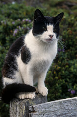 Chat domestique, Felis silvestris catus