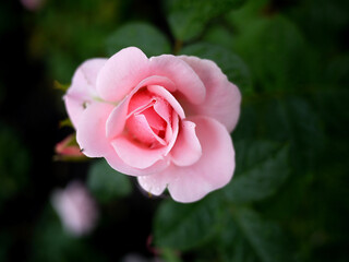 close up single pink rose with rain drops