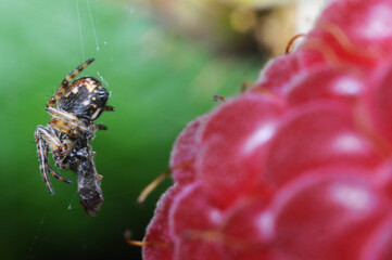 pająk na malinie wijący sieć, łapiący ofiarę