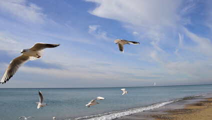 A flock of seagulls flies from side to side looking at the food on the shore