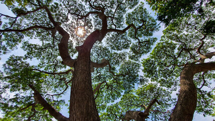 tree in the park, bird eyes view of tree.