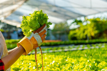 farmer ware agricultural gloves keep vegetable at hydroponic farm and observing growth vegetable...