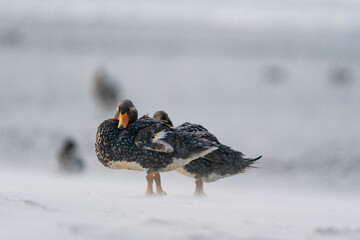 The Falkland steamer duck (Tachyeres brachypterus)