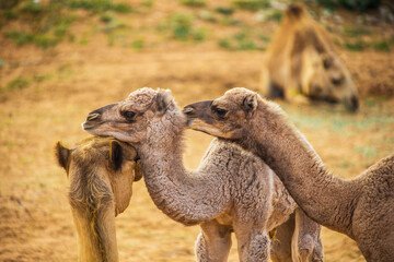 Camels in the Desert, Ras al-Khaimah, United Arab Emirates, Asia