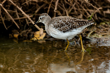 Chevalier culblanc,.Tringa ochropus, Green Sandpiper