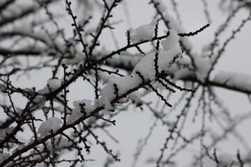 Fototapeta na wymiar Snow and ice on tree branches in winter forest