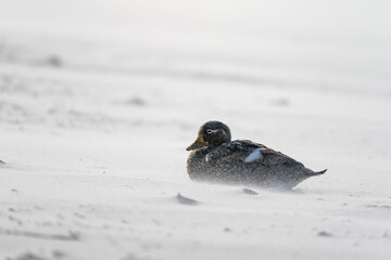The Falkland steamer duck (Tachyeres brachypterus)