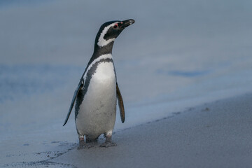 The Magellanic penguin in the Falkland Islands