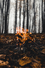 Bonfire in the forest in the evening
