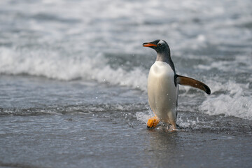 Fototapeta na wymiar The gentoo penguin (Pygoscelis papua)