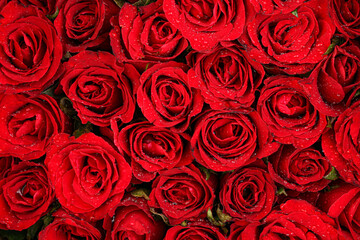 Red rose background. Valentines day concept.