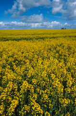 Colza, Brassica napus