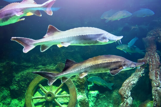 Siberian sturgeon Acipenser baerii. Wild life animal.