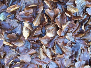 na tapetę , wzór na tapetę , na płytki , wzór na plakat , wzór na fototapetę ,zieleń, roślin, charakter, feuille, gras, koper, ziele, lato, swiezy, tekstura, feuille, mech, jedzenie, drzew, naturalny,