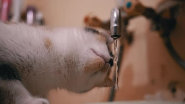 Curious Multicolored Domestic Cat Examines Running Water from Bathroom Faucet