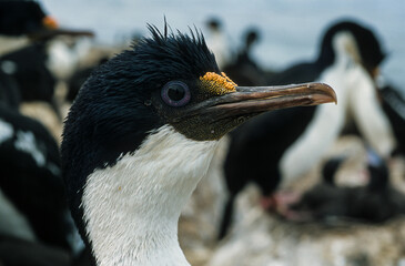 Cormoran impérial,.Leucocarbo atriceps, Imperial Shag, Iles Falkland, Malouines