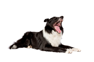 border collie sheepdog isolated on white