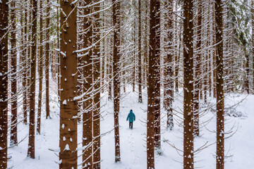 Man with blue jacket in the winter mountain forest among the huge pine trees. Silhouette of a man walking in fresh snow. Background of a snowy landscape in a winter pine forest. Alone in the woods.