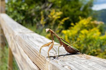 Praying Mantis