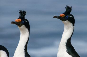 Cormoran impérial,.Leucocarbo atriceps, Imperial Shag, Iles Falkland, Malouines