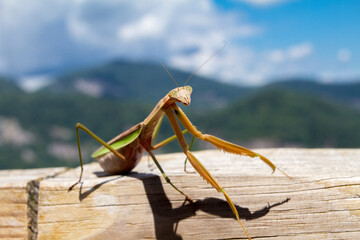 Praying Mantis