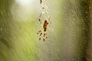 Orbweaver spider