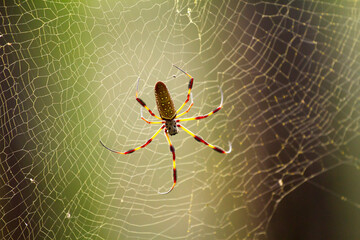 Orbweaver spider