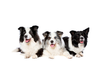three border collie dogs isolated on white background