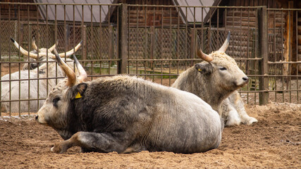 Two beautiful grey bulls or ox lying on the ground.