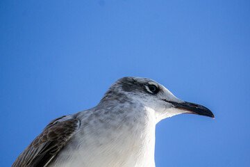 Obraz premium Seagull