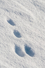 a fresh rabbit track in the snow
