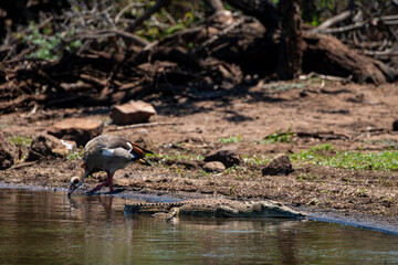 Crocodile du Nil , Crocodylus niloticus, Afrique du Sud