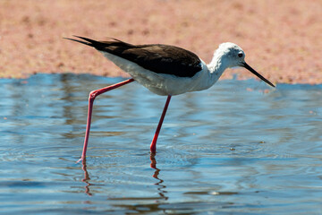 Echasse blanche,  Himantopus himantopus, Black winged Stilt
