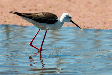 Echasse blanche,  Himantopus himantopus, Black winged Stilt