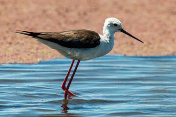 Echasse blanche,  Himantopus himantopus, Black winged Stilt