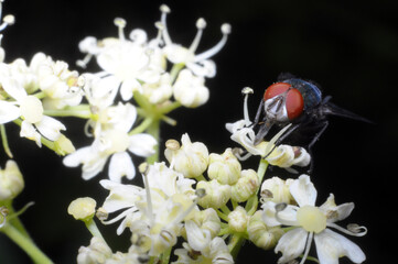 mucha, insekt na białym kwiatku - obrazy, fototapety, plakaty