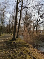 autumn in the forest