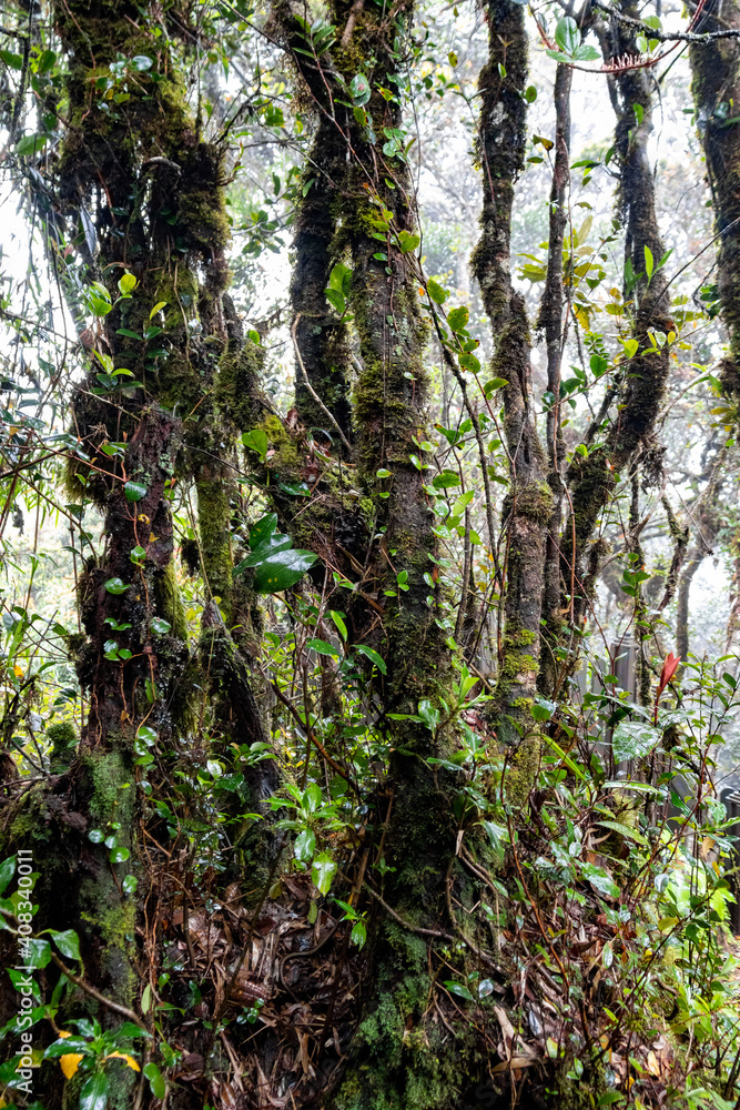 Poster Forêt humide à Cameron Highlands, Malaisie