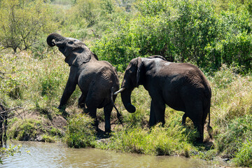 Éléphant d'Afrique, Loxodonta africana, Parc national Kruger, Afrique du Sud